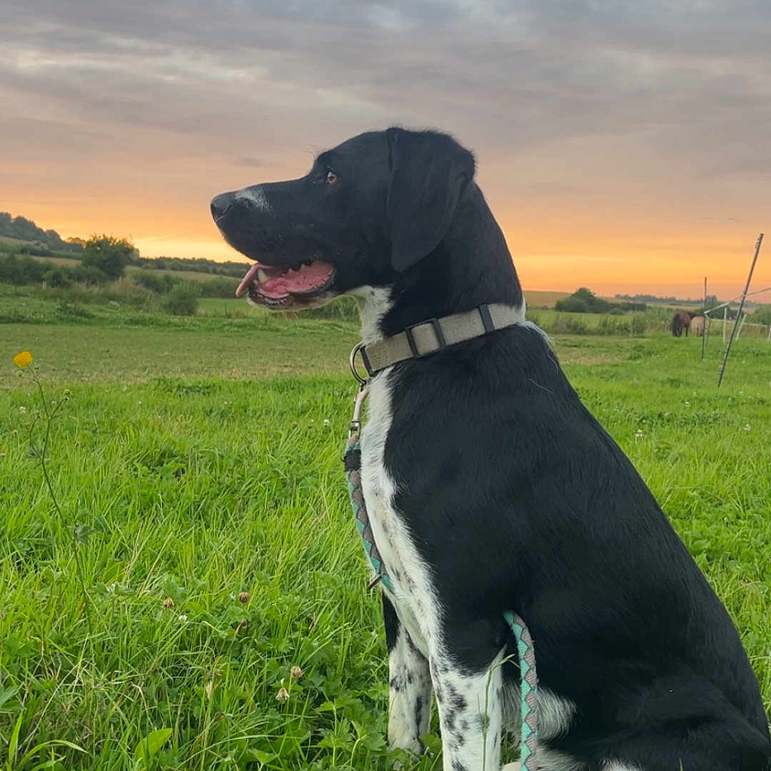 Tango a rejoint le concours — aidez-le/la à gagner de superbes lots ! animal, black_and_white, canine, clouds, collar, dog, field, grass, landscape, leash, nature, outdoor, peaceful, pet, quiet, rural, scenic, sitting, sky, sunset
