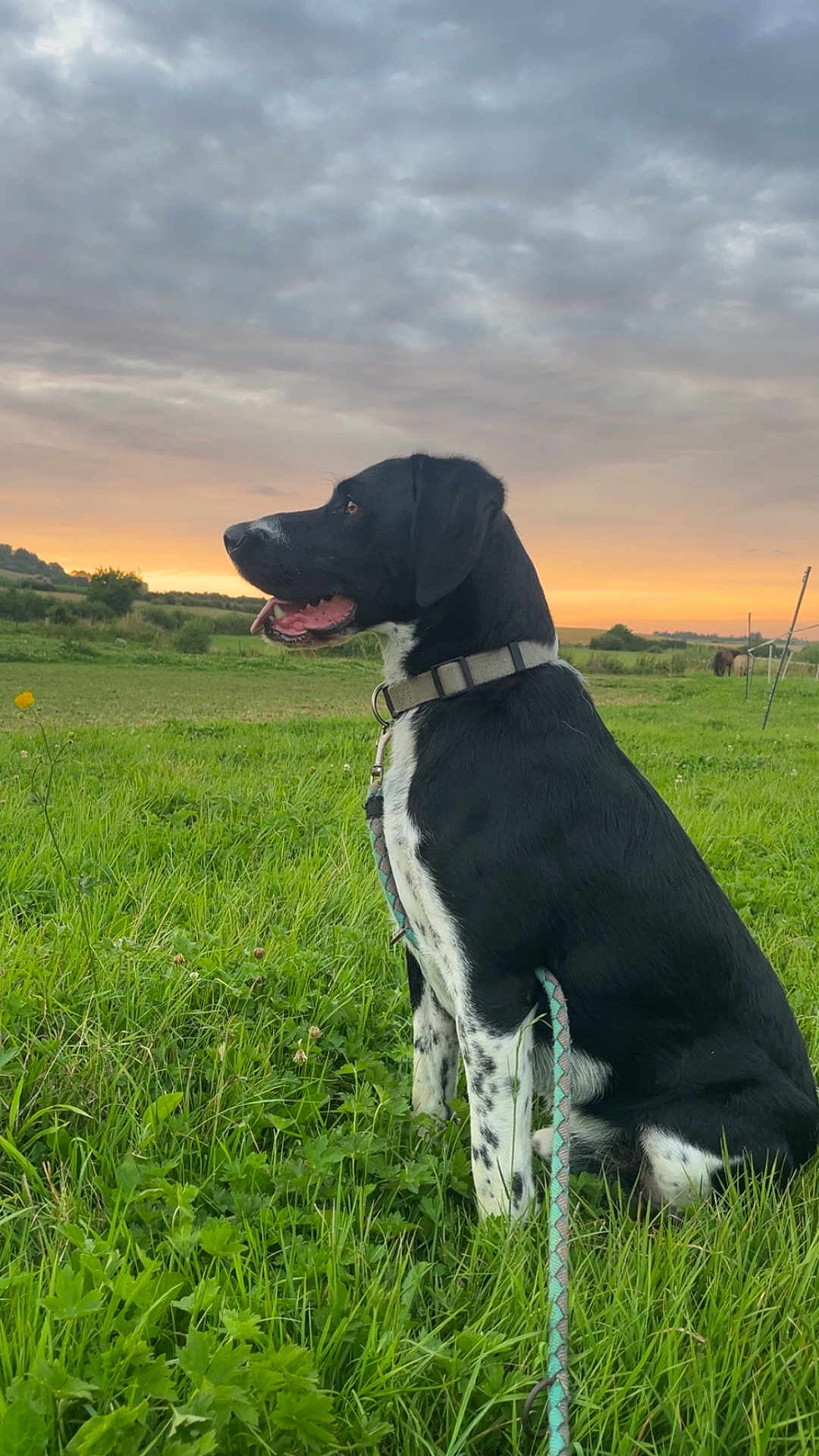Tango a rejoint le concours — aidez-le/la à gagner de superbes lots ! dog, black_and_white, leash, grass, field, sunset, sky, clouds, nature, outdoor, collar, sitting, animal, pet, canine, landscape, peaceful, scenic, rural, quiet