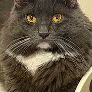 Gizmo joined the competition — help win amazing prizes! cat, fluffy, gray_cat, white_chest, golden_eyes, whiskers, ears, chair, indoor, pet, feline, close_up, portrait, animal, domestic_cat, curious, seated, home, cute, relaxed