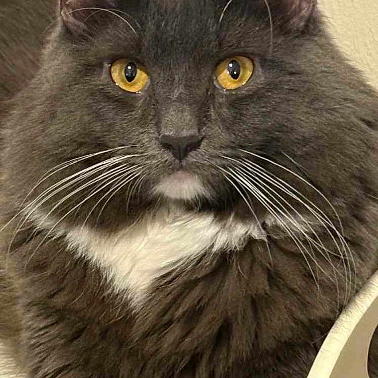 Gizmo joined the competition — help win amazing prizes! animal, cat, chair, close_up, curious, cute, domestic_cat, ears, feline, fluffy, golden_eyes, gray_cat, home, indoor, pet, portrait, relaxed, seated, whiskers, white_chest