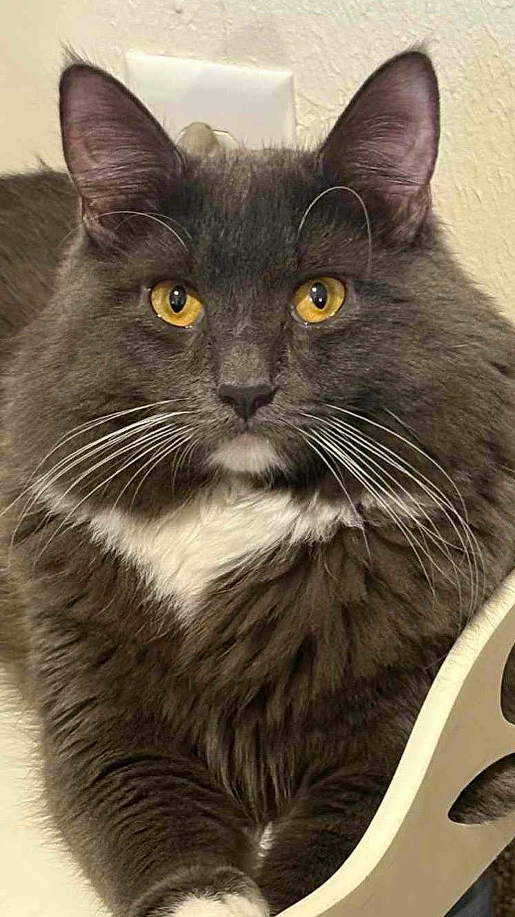 Gizmo joined the competition — help win amazing prizes! cat, fluffy, gray_cat, white_chest, golden_eyes, whiskers, ears, chair, indoor, pet, feline, close_up, portrait, animal, domestic_cat, curious, seated, home, cute, relaxed