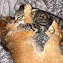 kitten, puppy, cuddle, pets, tabby, orange_fur, sleeping, cozy, blanket, fur, paw, close_up, adorable, animal, friendship, cute, snuggle, resting, domestic_animals, soft_texture