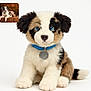 Azur a rejoint le concours — aidez-le/la à gagner de superbes lots ! puppy, dog, plush_toy, blue_eyes, collar, fluffy, cute, sitting, white_background, small_inset, real_dog, toy_dog, fur, ears, nose, tail, brown, black, white, pet