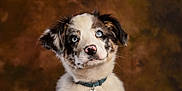 Azur a rejoint le concours — aidez-le/la à gagner de superbes lots ! puppy, dog, blue_eyes, collar, pet_tag, fur, portrait, close_up, cute, animal, indoors, looking_up, fluffy, young, adorable, pet, mammal, brown_background, soft_light, whiskers