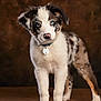 puppy, dog, blue_eyes, collar, pet_tag, standing, brown_background, fur, cute, animal, portrait, domestic_animal, young_dog, looking_at_camera, fluffy, four_legs, indoor, mammal, adorable, canine