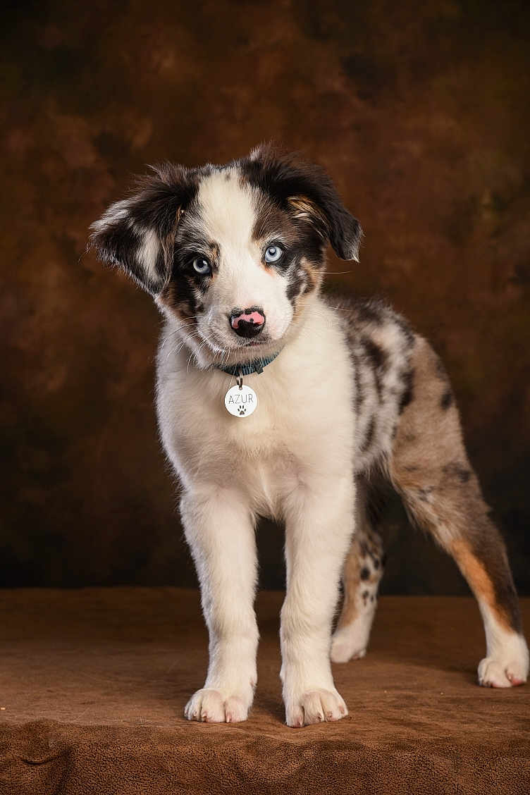 Azur participe au concours pour gagner de l'argent avec cette photo : puppy, dog, blue_eyes, collar, pet_tag, standing, brown_background, fur, cute, animal, portrait, domestic_animal, young_dog, looking_at_camera, fluffy, four_legs, indoor, mammal, adorable, canine