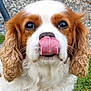 dog, cavalier_king_charles_spaniel, tongue_out, close_up, pet, animal, outdoor, grass, fur, ears, cute, playful, whiskers, nose, eyes, muzzle, canine, portrait, nature, friendly