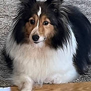 Roxy is registered to the contest to win money with this photo: dog, shetland_sheepdog, pet, fluffy, fur, animal, canine, indoor, floor, wooden_floor, lying_down, looking, ears, black, white, brown, face, paw, portrait, companion