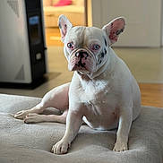 Igor participe au concours pour gagner de l'argent avec cette photo : dog, french_bulldog, pet, animal, white_dog, sitting, indoors, bed, bedroom, portrait, close_up, ears, wrinkles, muzzle, blue_eyes, fur, canine, home, soft_blanket, serious_expression
