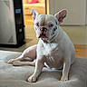 dog, french_bulldog, pet, animal, white_dog, sitting, indoors, bed, bedroom, portrait, close_up, ears, wrinkles, muzzle, blue_eyes, fur, canine, home, soft_blanket, serious_expression