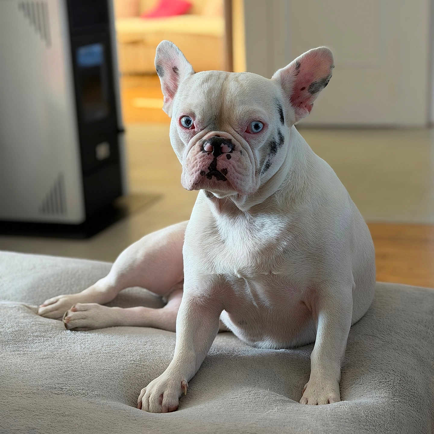 Igor