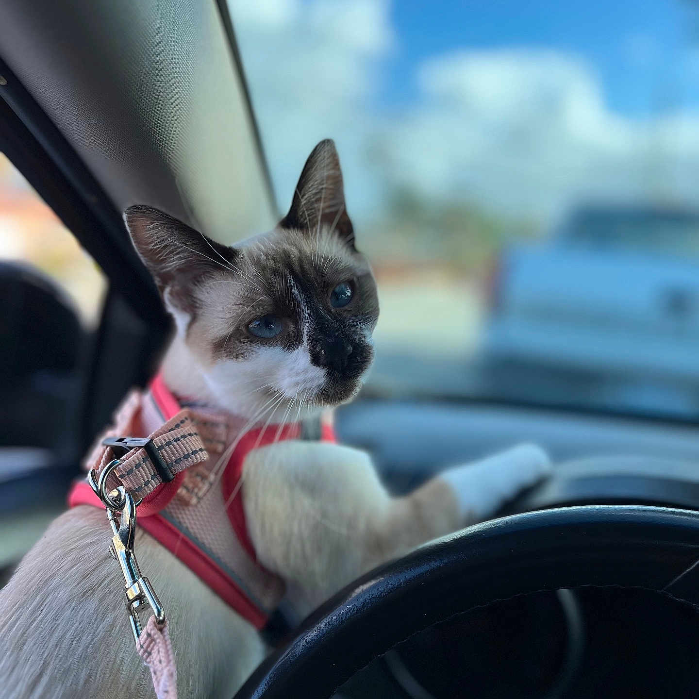 Stella joined the competition — help win amazing prizes! animal, car, cat, closeup, clouds, curious, daylight, domestic_animal, feline, harness, indoor, leash, pet, seat, siamese, side_view, sky, steering_wheel, transportation, window