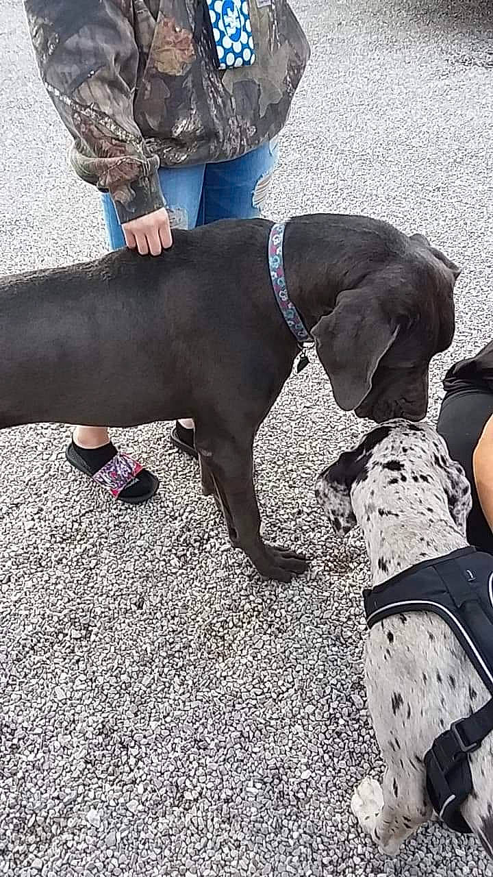 Lawson joined the competition — help win amazing prizes! canidae, carnivore, dog, dog_breed, fawn, great_dane, guard_dog, non_sporting_group, pointer, snout, sporting_group