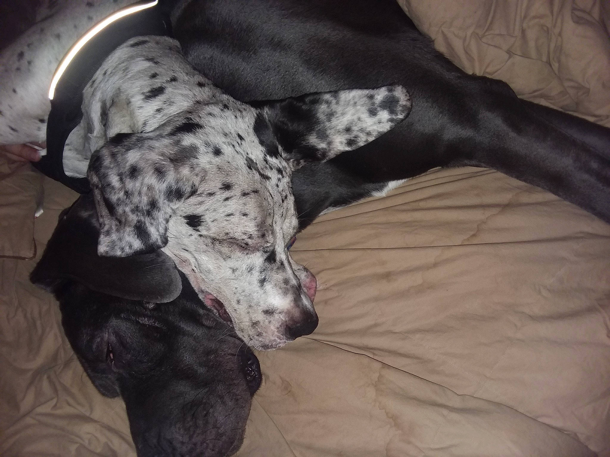 Lawson is registered to the contest to win money with this photo: braque_dauvergne, canidae, carnivore, dalmatian, dog, dog_breed, great_dane, guard_dog, louisiana_catahoula_leopard_dog, mammal, non_sporting_group, snout, sporting_group