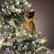 Cheese-It joined the competition — help win amazing prizes! animal, cat, christmas, christmas_tree, curious, cute, decorations, feline, festive, holiday, holiday_lights, indoor, indoors, kitten, orange_tabby, pet, playful, snow_flocked, tree_branch, twinkling_lights