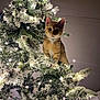 animal, cat, christmas, christmas_tree, curious, cute, decorations, feline, festive, holiday, holiday_lights, indoor, indoors, kitten, orange_tabby, pet, playful, snow_flocked, tree_branch, twinkling_lights