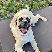 Scotty joined the competition — help win amazing prizes! dog, pet, canine, smiling, outdoor, grass, animal, resting, brown_bed, happy, tongue_out, nature, summer, playful, cute, relaxed, sunlight, paw, muzzle, ears
