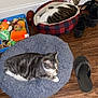 Johnny Pickles is registered to the contest to win money with this photo: animal, cat, cats, cozy, domestic, feline, flip_flop, floor, gray_cushion, home, indoor, pet_bed, plaid, relaxed, resting, shoes, striped_cat, toys, white_cat, wooden_floor