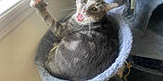 Johnny Pickles joined the competition — help win amazing prizes! animal, cat, cat_bed, claws, cozy, cute, feline, fur, indoor, natural_light, paw, pet, playful, resting, scratching_post, stretching, tabby_cat, whiskers, window, yawning
