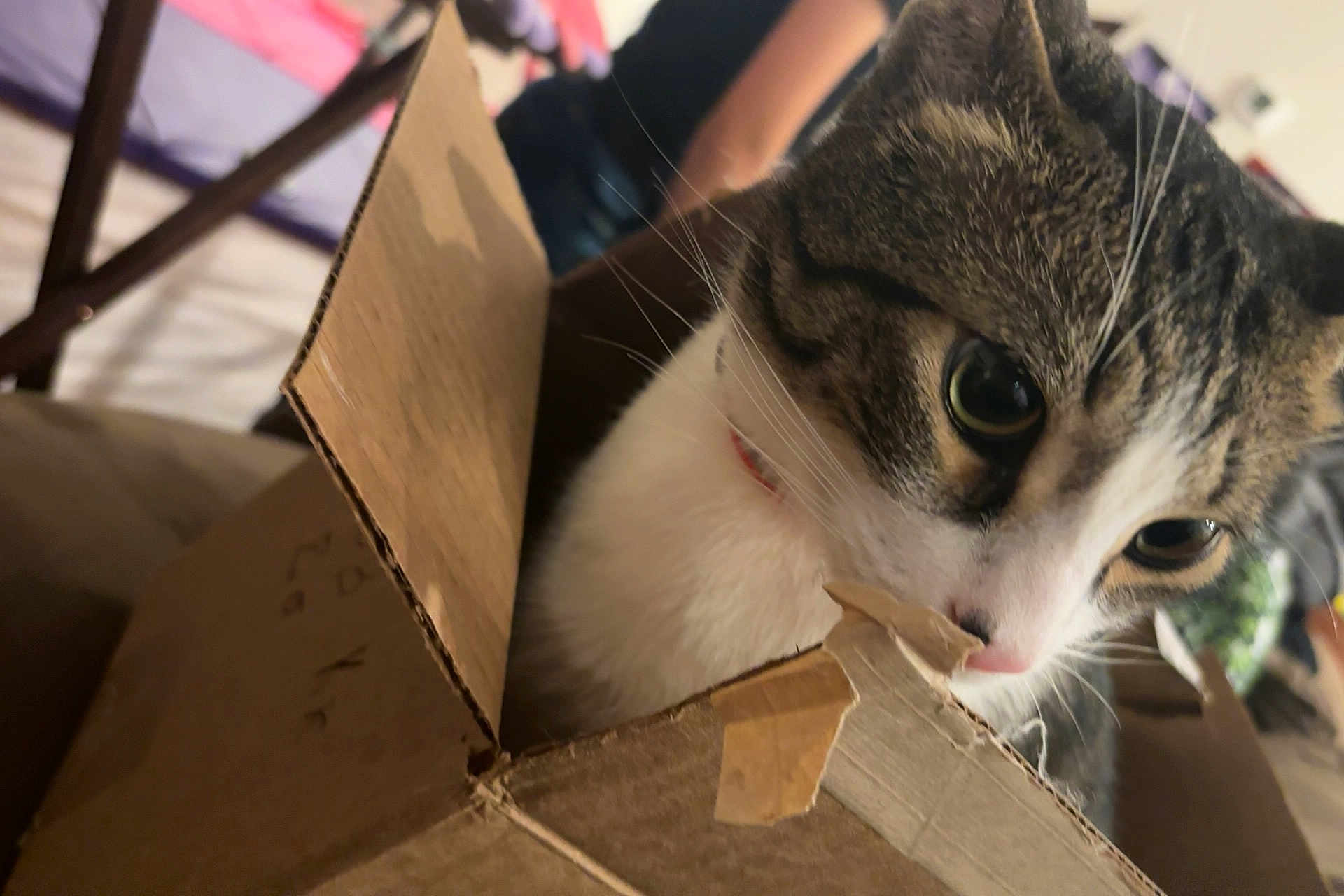 Swisher is registered to the contest to win money with this photo: cat, cardboard_box, curious, indoor, pet, feline, whiskers, tabby, closeup, animal, household, playful, domestic_cat, fur, eye, nose, collar, box_flap, background, person