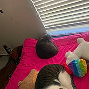 Swisher joined the competition — help win amazing prizes! cat, bed, blanket, window, blinds, plush_toy, pink, gray_cat, tabby_cat, sleeping, cozy, indoor, furniture, resting, pet, domestic_animal, collar, floor, natural_light, relaxation