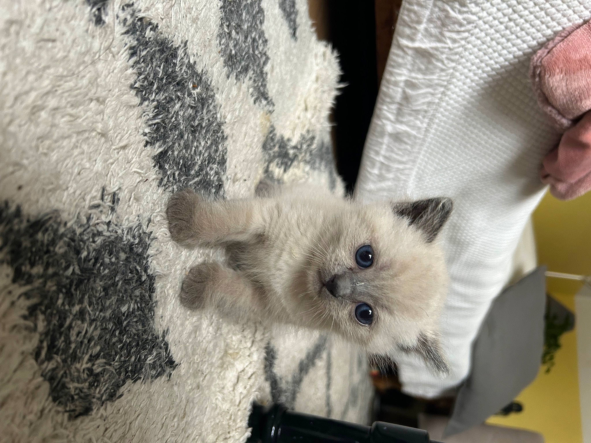 Merlot participe au concours pour gagner de l'argent avec cette photo : canidae, carnivore, claw, companion_dog, dog_breed, fashion_accessory, fawn, felidae, fur, mammal, non_sporting_group, pattern, paw, puppy, small_to_medium_sized_cats, snout, tail, toy_dog, whiskers, woven_fabric