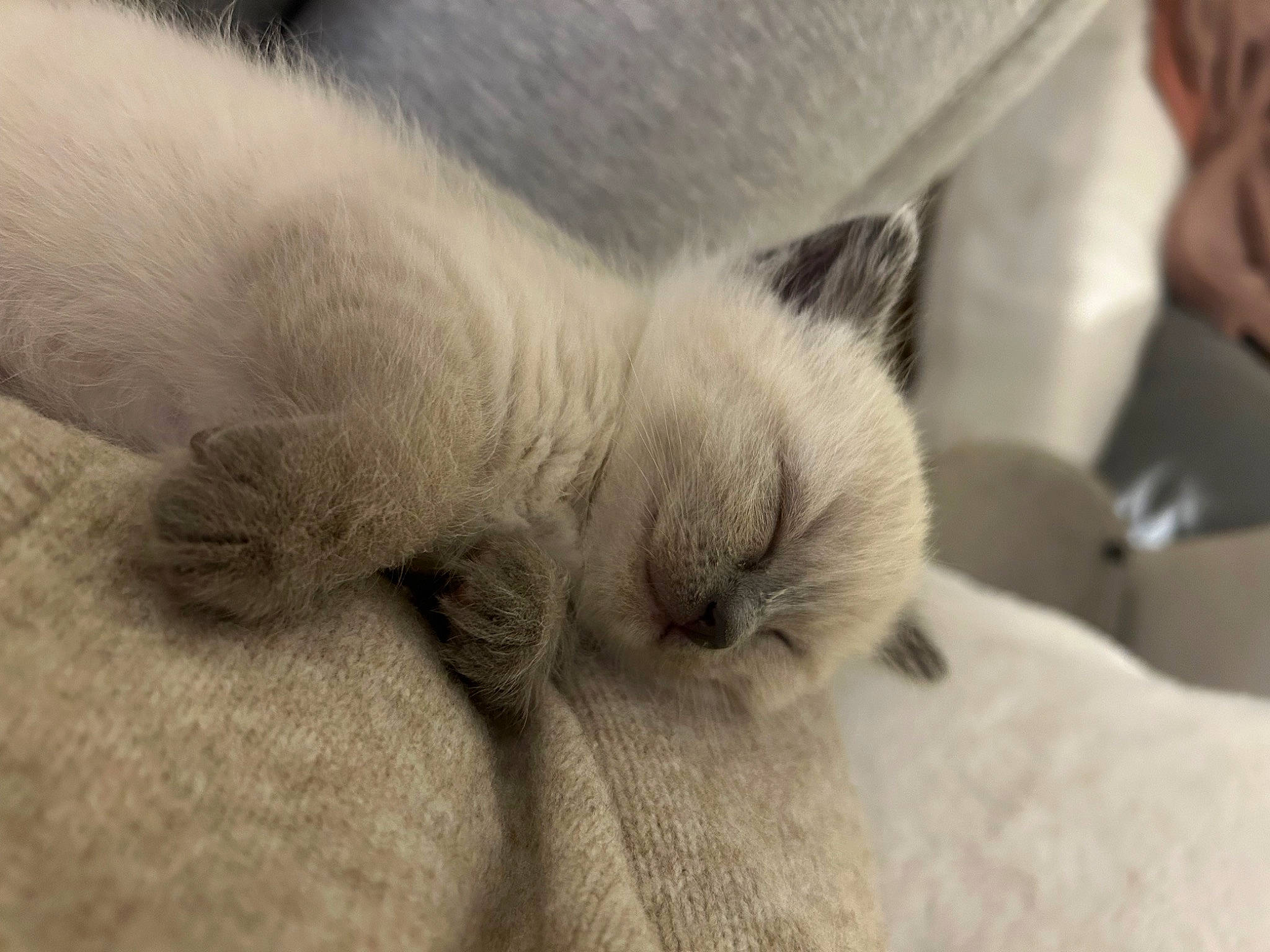 Merlot participe au concours pour gagner de l'argent avec cette photo : carnivore, cat, claw, comfort, domestic_short_haired_cat, ear, fawn, felidae, fur, grey, nap, nose, paw, russian_blue, small_to_medium_sized_cats, snout, tail, terrestrial_animal, whiskers, wrinkle