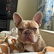 Malachi joined the competition — help win amazing prizes! animal, beige, blanket, brown, close_up, curtains, cute, dog, ears, face, french_bulldog, furniture, home, indoor, pet, portrait, resting, sofa, spiked_collar, window