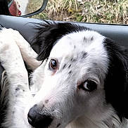 Pan Pan a rejoint le concours — aidez-le/la à gagner de superbes lots ! dog, black_and_white, car_interior, window, side_mirror, outdoor, grass, pet, animal, close_up, fur, looking_up, seated, companion, domestic_animal, nature, calm, canine, portrait, vehicle