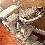 Aries is registered to the contest to win money with this photo: kitten, cat, cat_tree, hammock, toy_mouse, indoor, wooden_floor, brown_wall, furniture, pet, cute, tabby, fur, small_animal, relaxing, playful, cozy, home, domestic, looking