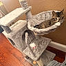 kitten, cat, cat_tree, hammock, toy_mouse, indoor, wooden_floor, brown_wall, furniture, pet, cute, tabby, fur, small_animal, relaxing, playful, cozy, home, domestic, looking