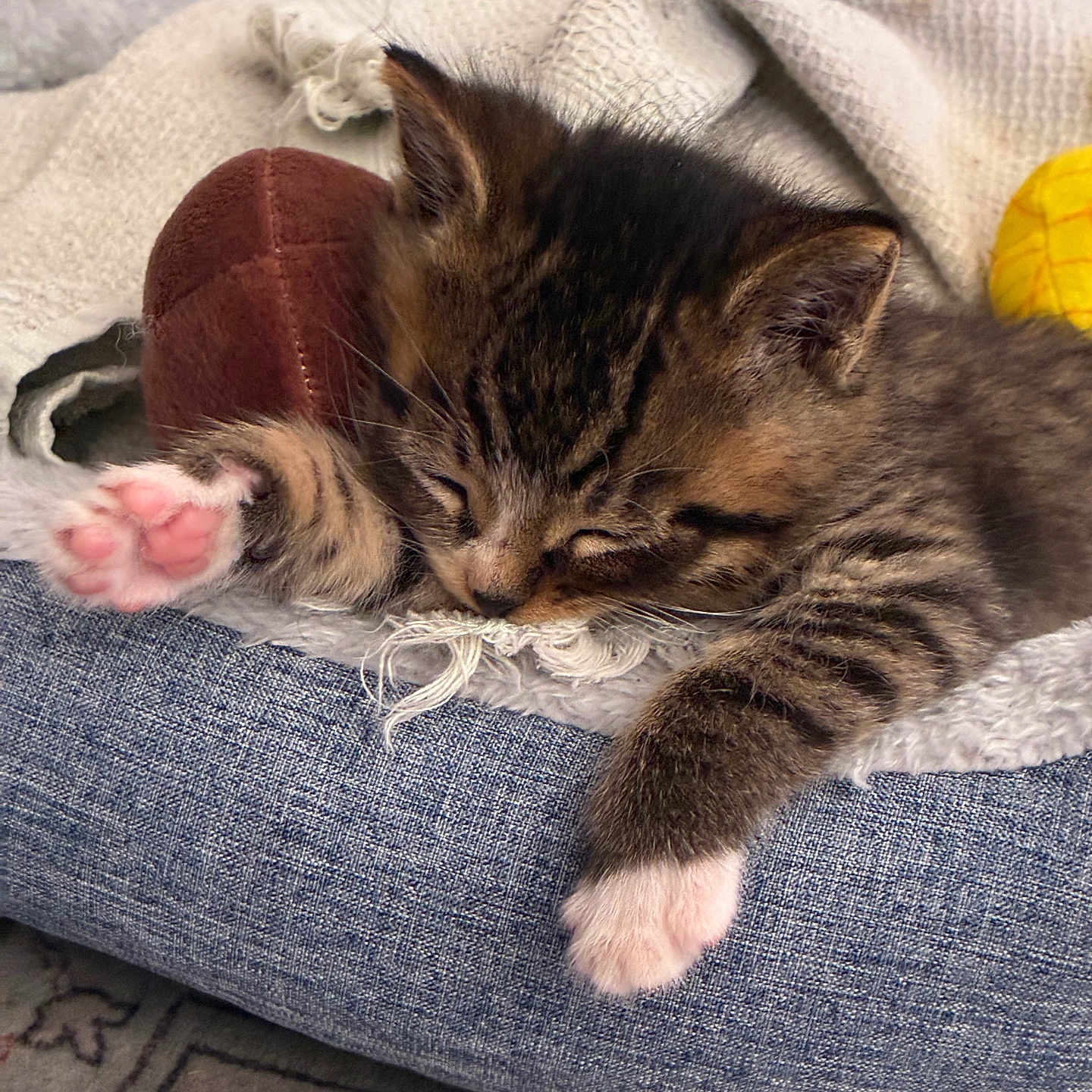 Aries joined the competition — help win amazing prizes! kitten, cat, sleeping, paw, tabby, cushion, blanket, plush_toy, football, yellow_ball, cozy, indoor, furry, cute, pet, resting, soft, closeup, animal, relaxing