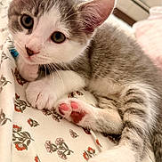 Moon joined the competition — help win amazing prizes! animal, bed, cat, close_up, curious_eyes, cute, domestic_cat, fabric, floral_pattern, gray_and_white_fur, indoor, kitten, lying_down, paw, pet, pink_paw_pads, relaxed, soft_fur, whiskers, young_animal