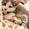 animal, bed, cat, close_up, curious_eyes, cute, domestic_cat, fabric, floral_pattern, gray_and_white_fur, indoor, kitten, lying_down, paw, pet, pink_paw_pads, relaxed, soft_fur, whiskers, young_animal