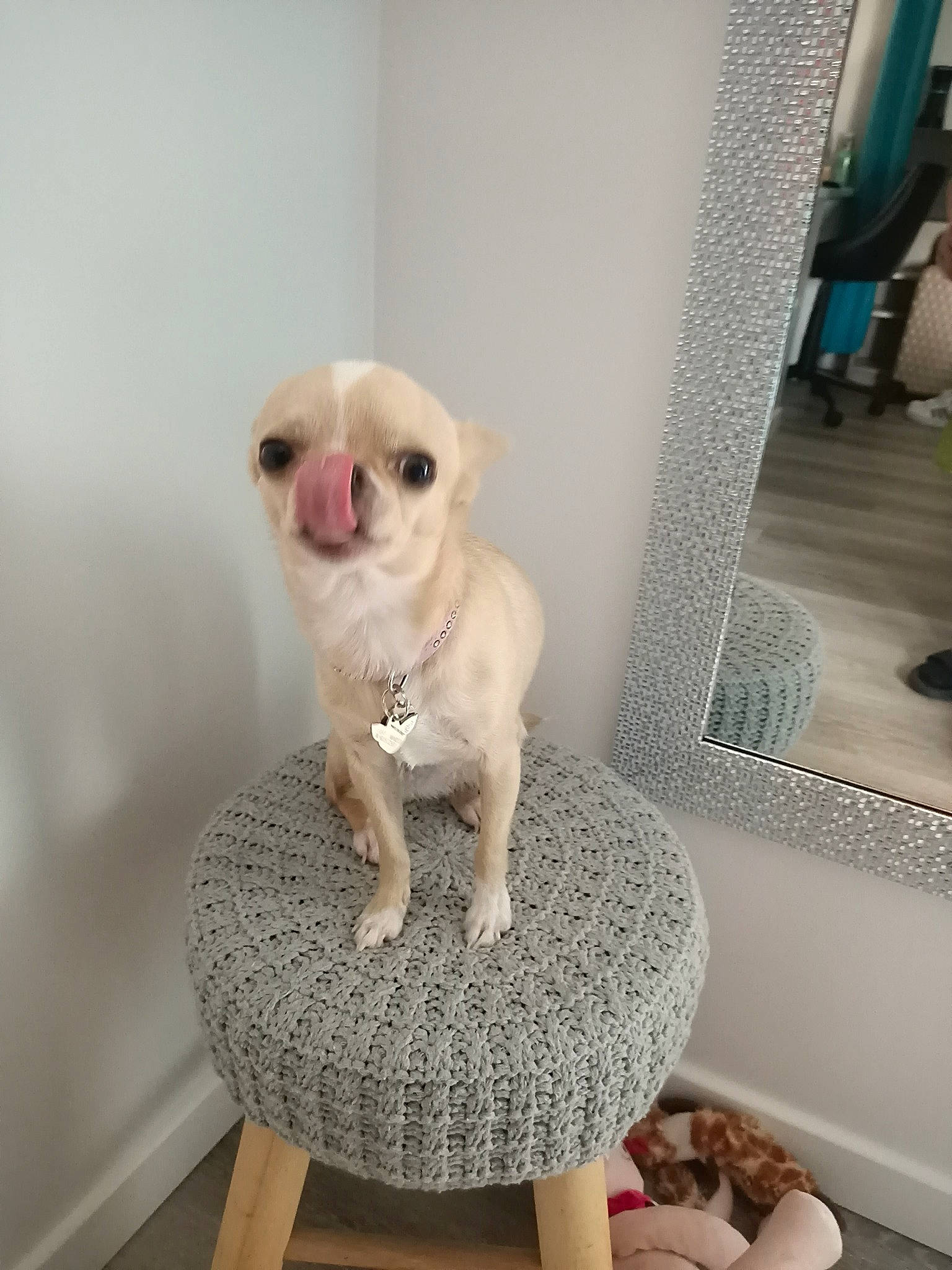 Cléo participe au concours pour gagner de l'argent avec cette photo : canidae, carnivore, chair, collar, companion_dog, corgi_chihuahua, dog, dog_breed, dog_supply, fawn, flooring, fur, non_sporting_group, pet_supply, plant, sporting_group, toy_dog, window, working_animal