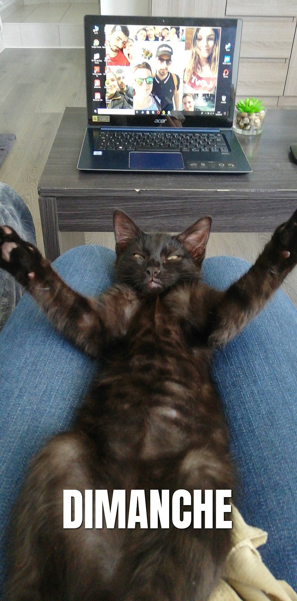 Nala a rejoint le concours — aidez-le/la à gagner de superbes lots ! asian, carnivore, cat, claw, domestic_short_haired_cat, european_shorthair, felidae, fictional_character, internet_meme, photo_caption, polydactyl_cat, small_to_medium_sized_cats, whiskers