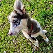 Arya a rejoint le concours — aidez-le/la à gagner de superbes lots ! puppy, dog, grass, outdoor, collar, leash, pet, animal, ears, fur, nose, side_view, young_dog, nature, greenery, cute, curious, small_dog, walking, playful