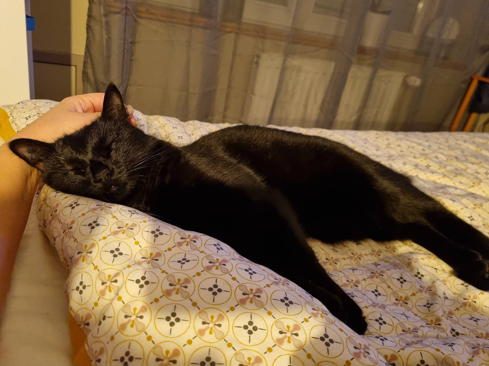 Rwoan a rejoint le concours — aidez-le/la à gagner de superbes lots ! bed, bedding, black_cat, carnivore, cat, claw, comfort, domestic_short_haired_cat, fawn, felidae, floor, flooring, fur, linens, small_to_medium_sized_cats, snout, tail, terrestrial_animal, whiskers, wood