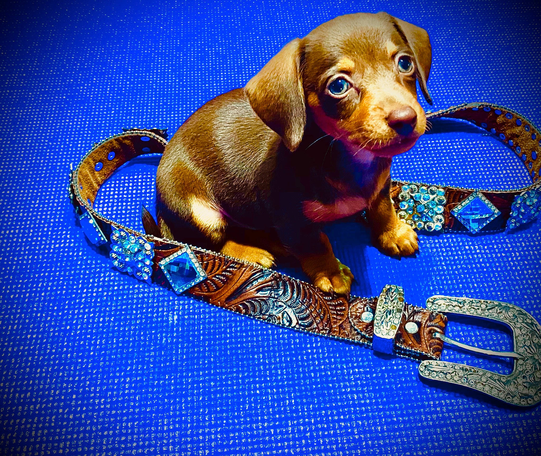 Izzy joined the competition — help win amazing prizes! canidae, carnivore, collar, companion_dog, dachshund, dog, dog_breed, dog_collar, fashion_accessory, leash, liver, puppy, snout