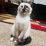 Bella is registered to the contest to win money with this photo: kitten, cat, siamese, blue_eyes, sitting, carpet, tail, whiskers, indoor, furniture, rug, cozy, pet, curious, animal, domestic, home, cute, young, feline