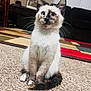kitten, cat, siamese, blue_eyes, sitting, carpet, tail, whiskers, indoor, furniture, rug, cozy, pet, curious, animal, domestic, home, cute, young, feline