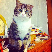 Minou participe au concours pour gagner de l'argent avec cette photo :