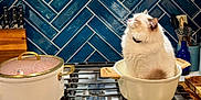 Mipha is registered to the contest to win money with this photo: appliance, blue_tiles, brown_markings, cat, cookware, countertop, domestic, feline, household, indoor, kitchen, knives, modern, pet, pot, relaxed, sitting, stove, utensils, white_cat