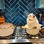 appliance, blue_tiles, brown_markings, cat, cookware, countertop, domestic, feline, household, indoor, kitchen, knives, modern, pet, pot, relaxed, sitting, stove, utensils, white_cat