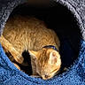 Beatrice joined the competition — help win amazing prizes! cat, ginger_cat, sleeping, cozy, cat_bed, soft_texture, curled_up, collar, indoor, nap, pet, animal, feline, fur, cute, resting, comfort, blue, gray, close_up