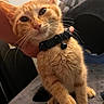 Beatrice joined the competition — help win amazing prizes! cat, kitten, ginger_cat, collar, bell, hand, cat_tree, plush_toy, indoor, pet, whiskers, fur, close_up, cute, animal, domestic_cat, soft_texture, eyes, feline, young_cat