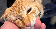 Beatrice joined the competition — help win amazing prizes! cat, orange_tabby, pet, animal, hand, close_up, fur, whiskers, scratching, content, indoor, blurred_background, cute, feline, light, soft, domestic_animal, relaxation, touch, affection