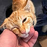 affection, animal, blurred_background, cat, close_up, content, cute, domestic_animal, feline, fur, hand, indoor, light, orange_tabby, pet, relaxation, scratching, soft, touch, whiskers