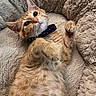 animal, bed, blanket, cat, close_up, collar, cozy, curious, cute, domestic, fur, indoor, lying_down, orange_tabby, paws, pet, plush, relaxed, soft_texture, whiskers