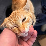 Beatrice is registered to the contest to win money with this photo: cat, ginger_cat, pet, animal, close_up, whiskers, hand, affection, indoor, cozy, fur, scratching, cute, relaxed, domestic_cat, face, feline, eyes, human_hand, love